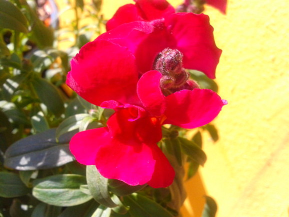 Bocca di Leone dal mio "giardino"