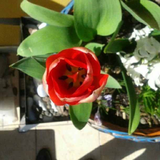 tulipani primavera