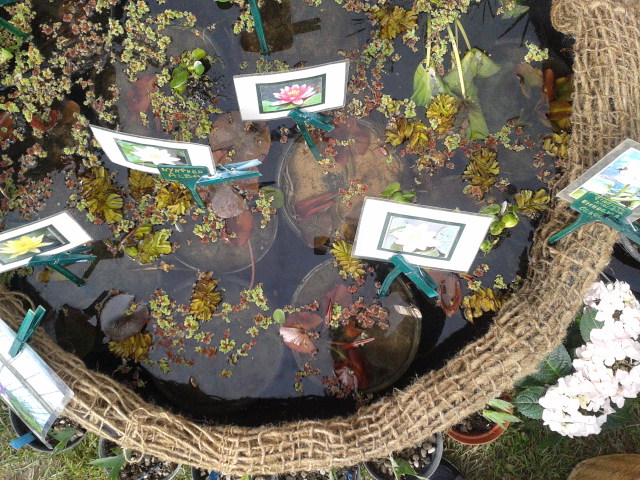 Ninfee da Pisa in fiore