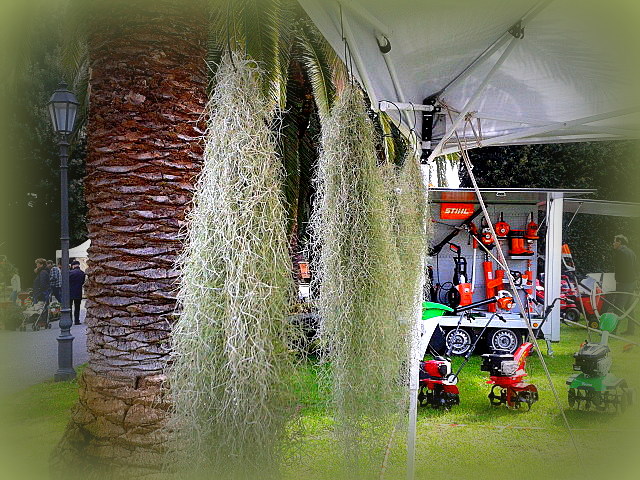 Tillandsia Usneoides