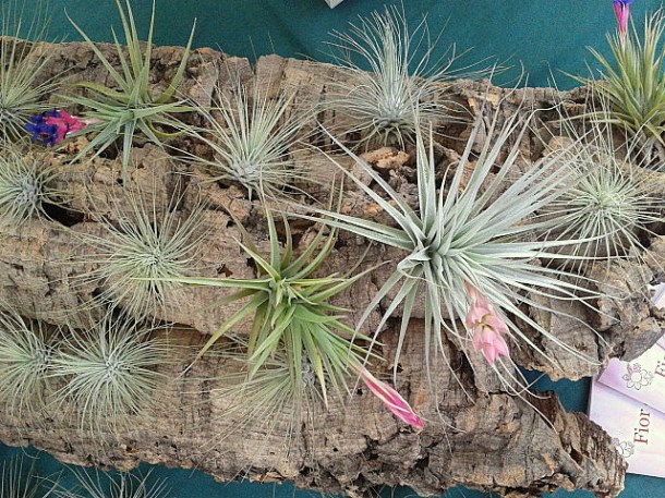 Tillandsia Aeranthos Tillandsia Aeranthos