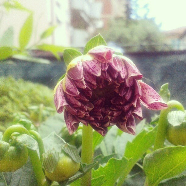 dalia 2 my flowers diaries