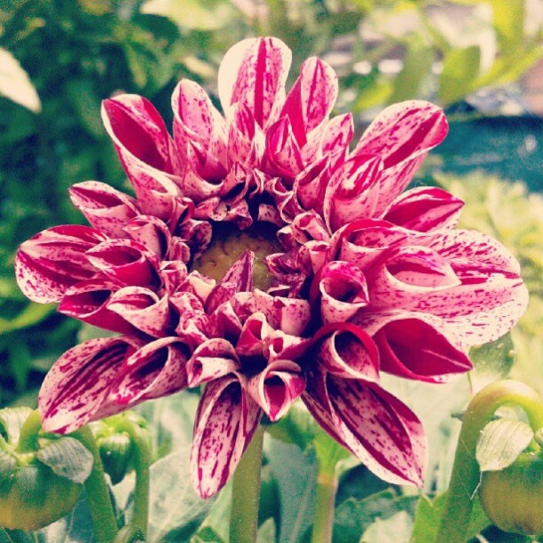 dalia 3 my flowers diaries