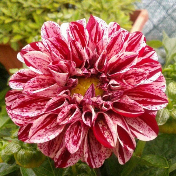 dalia 4 my flowers diaries