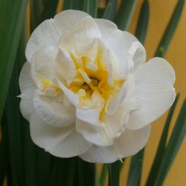 narciso