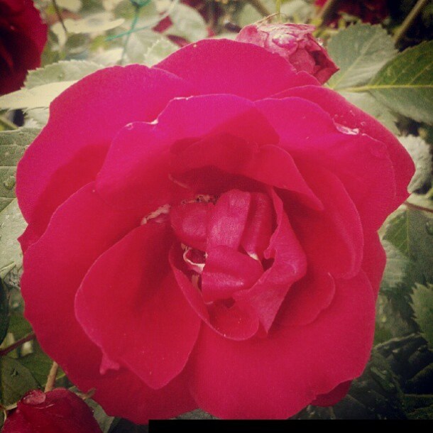 rosa my flowers diaries