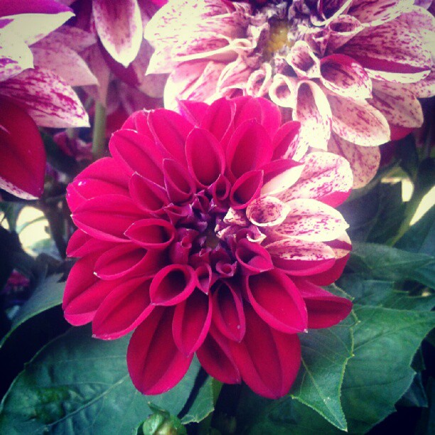 being different dalhia